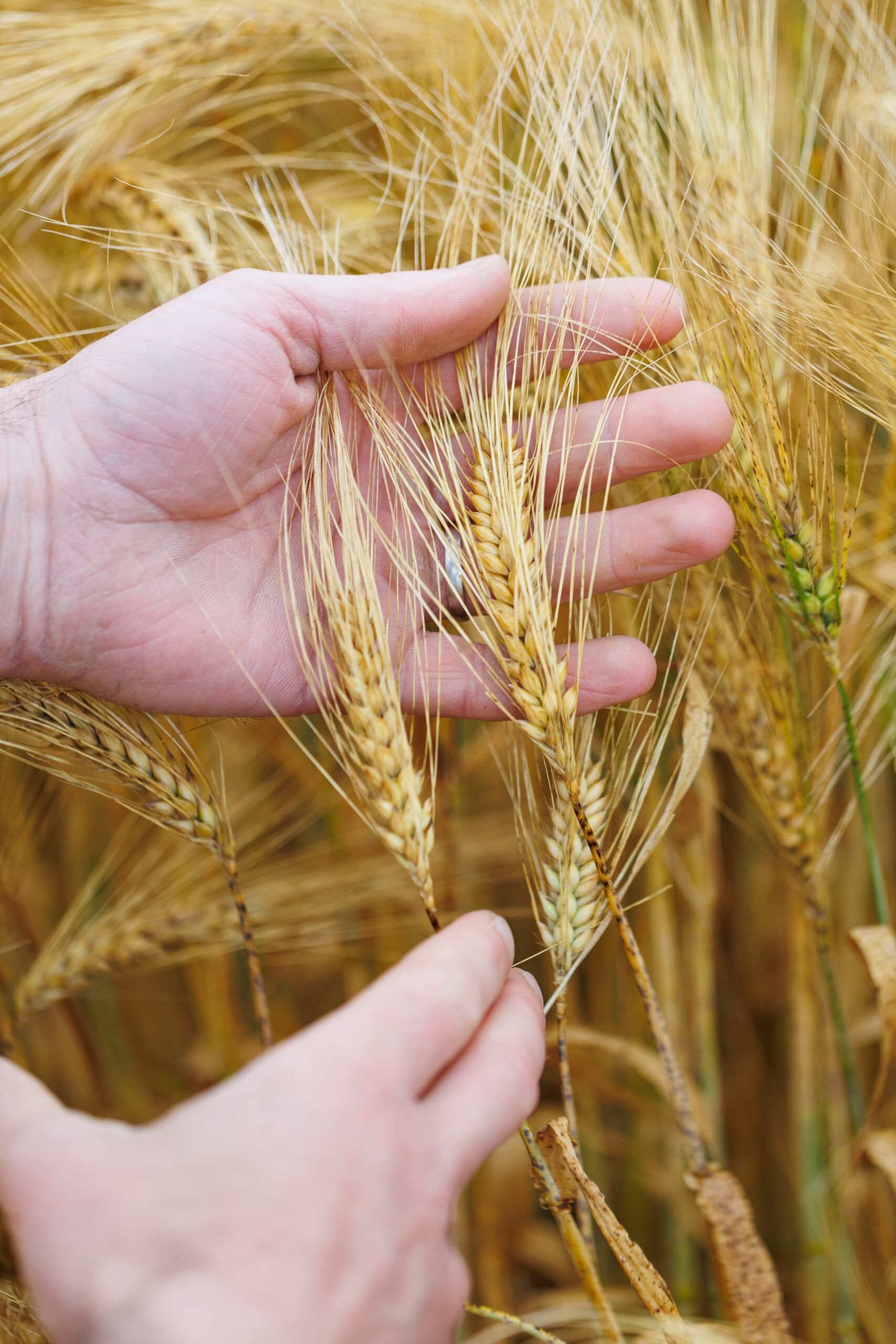 «Des opportunités pour le bio en farine panifiable et orge brassicole»